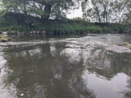 Mainschwimmen Juni 2026